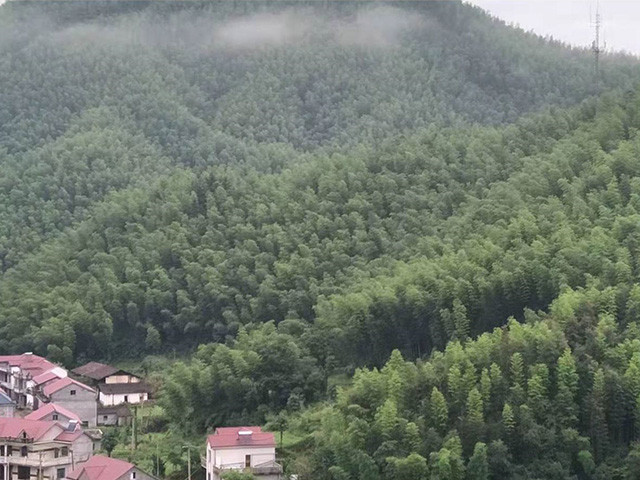 部分竹山全景