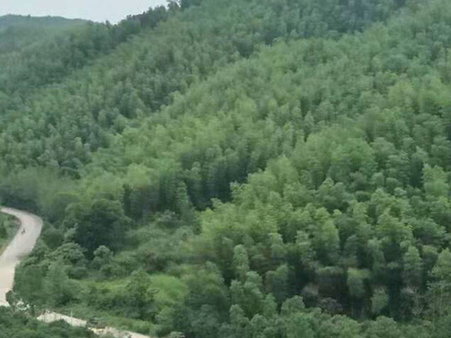 部分竹山全景