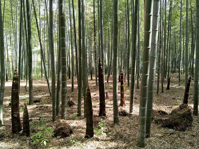 筍用林示范片